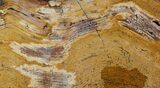 Strelley Pool Stromatolite - Billion Years Old #92804-1